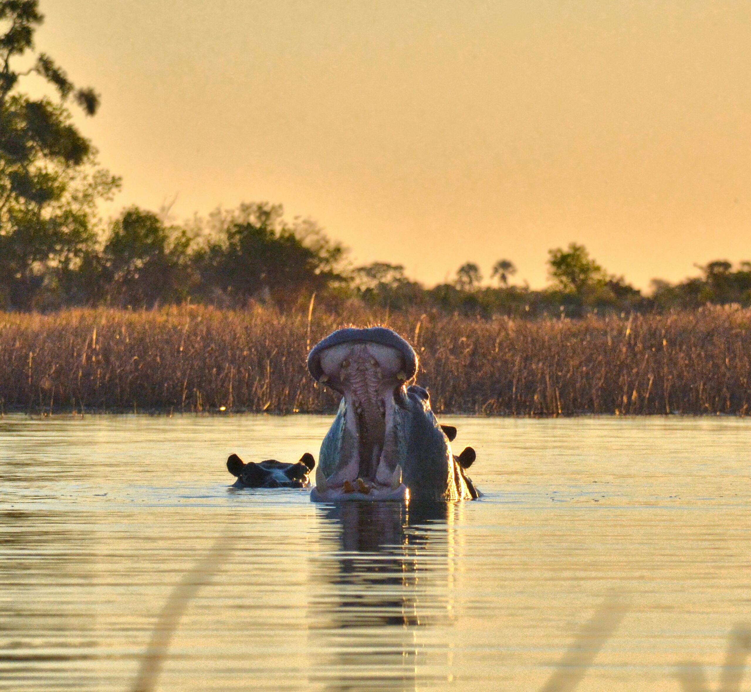 okavango delta safari price