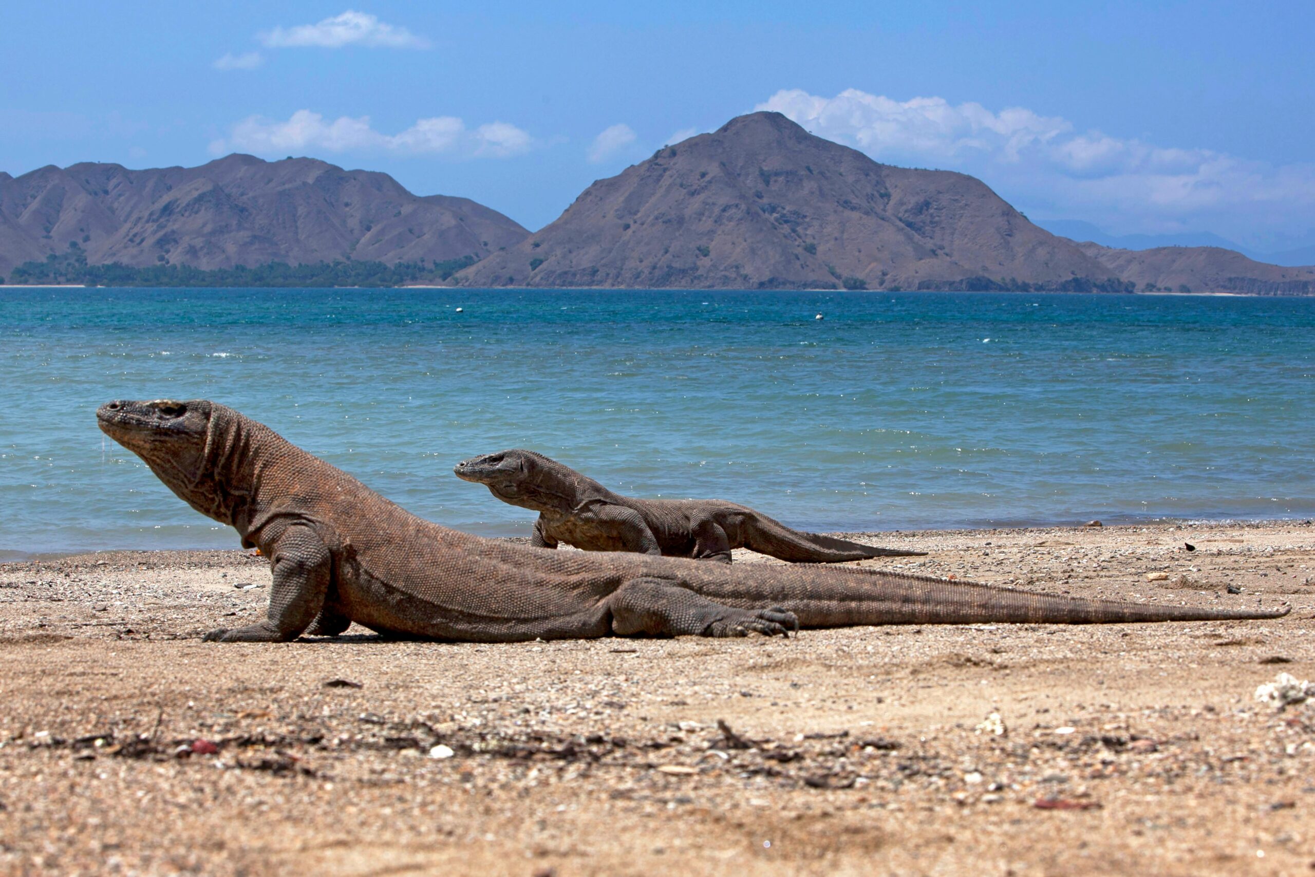 komodo island tour price