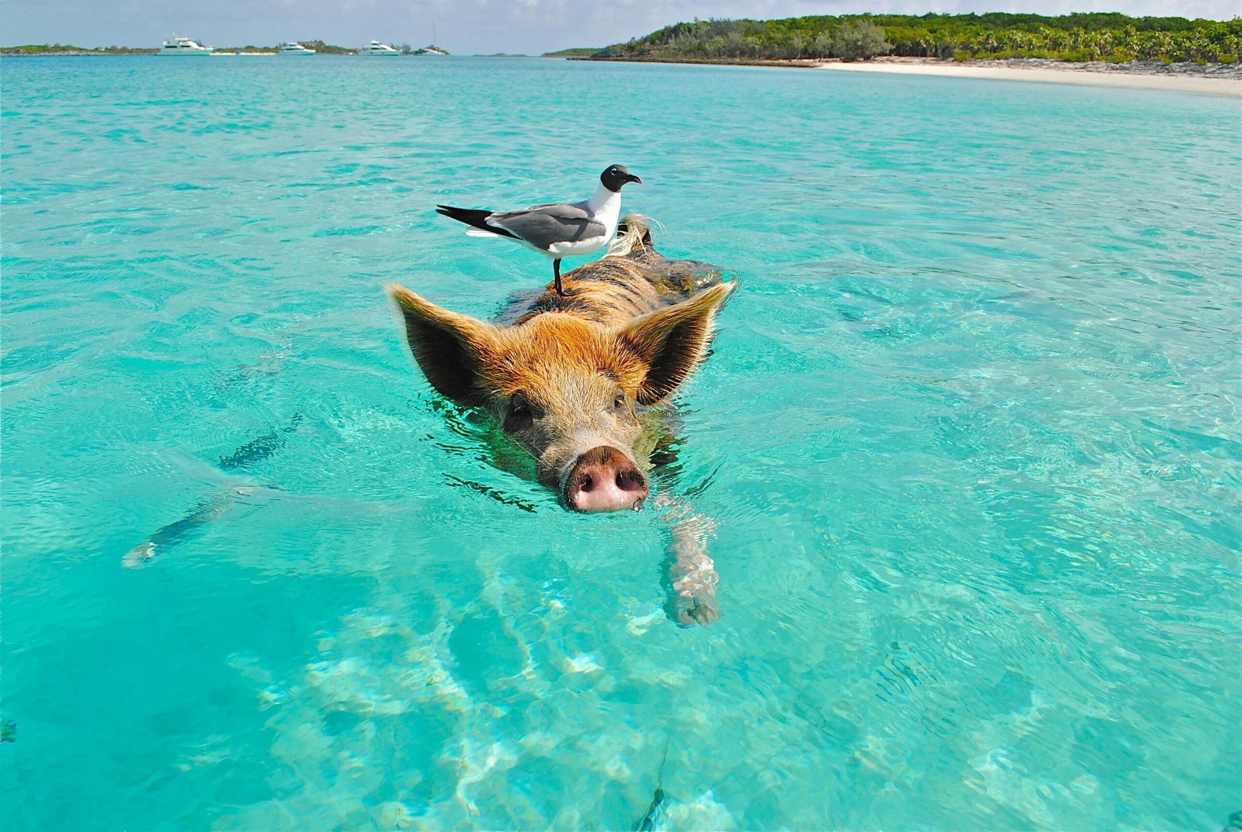 bahamas swimming pigs tour price