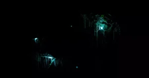 te anau glowworm caves tour price 4090101