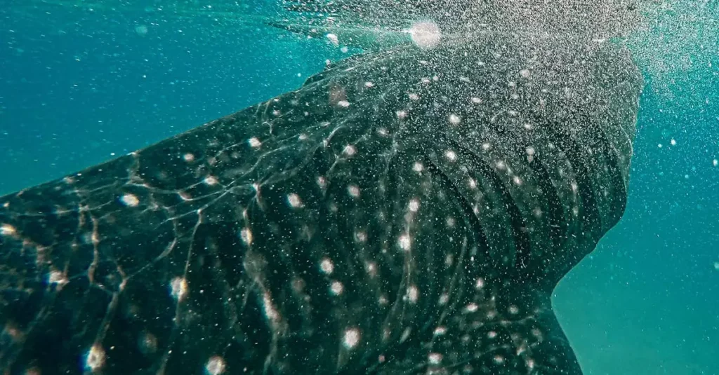 cebu whale shark tour price 20729267