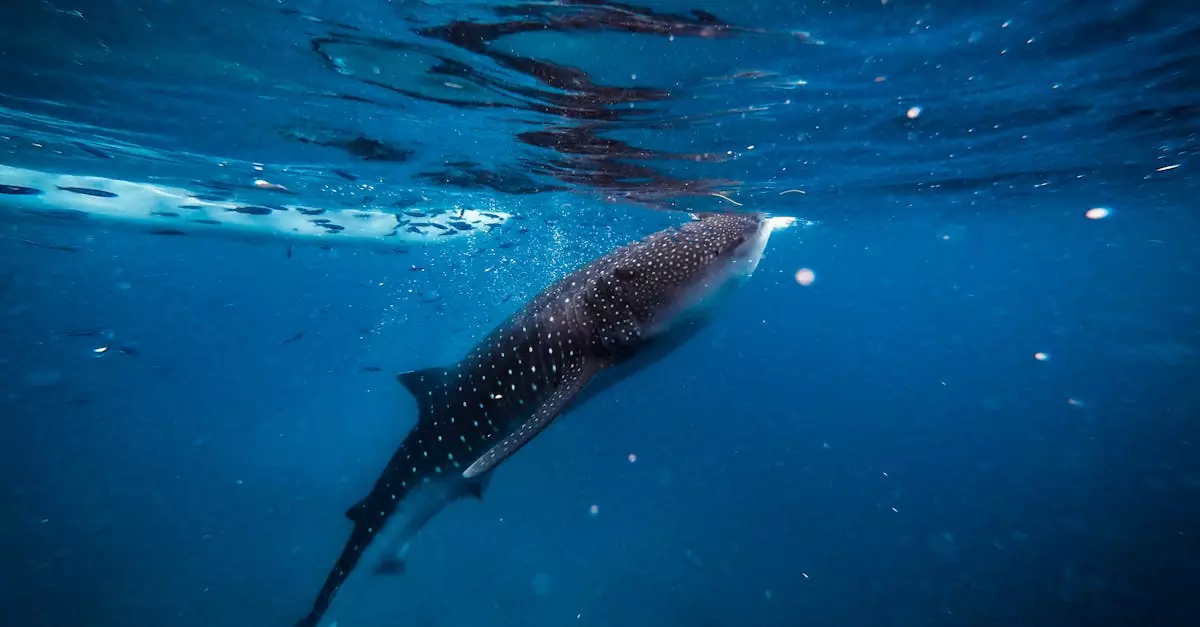 cebu whale shark tour price