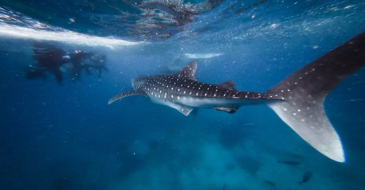 cebu whale shark tour price