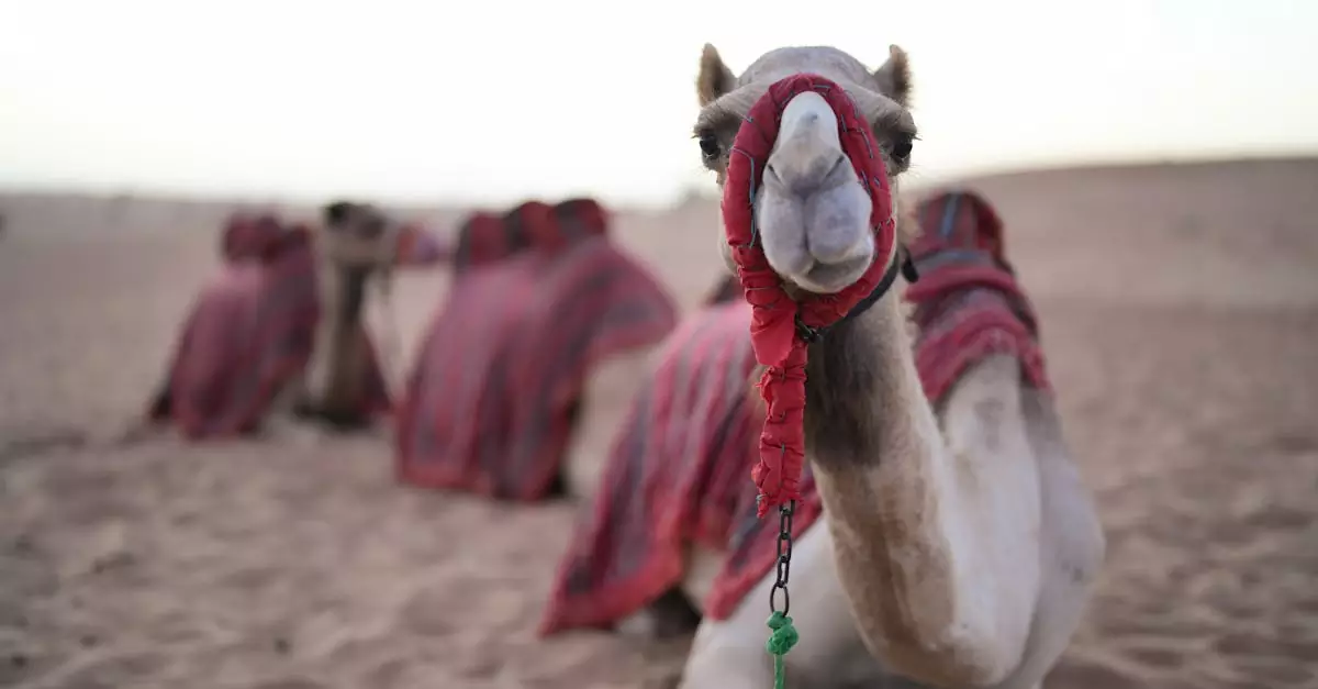 dubai camel ride price