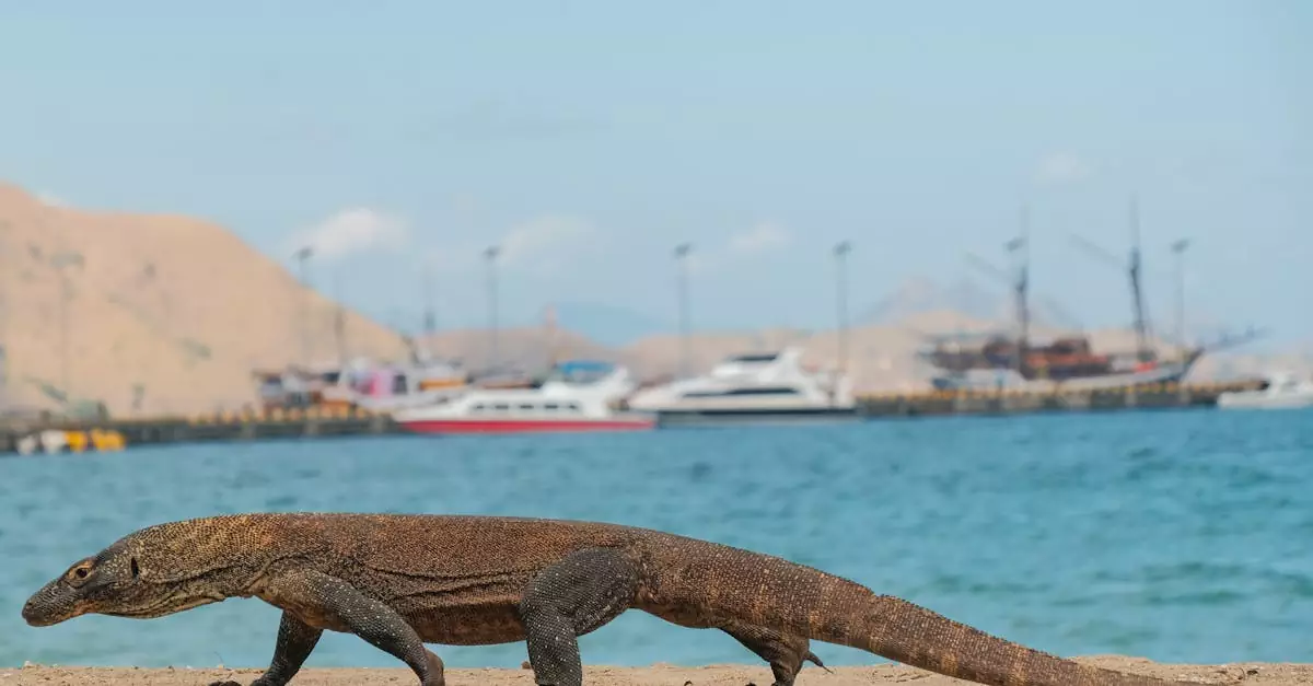 komodo diving tour price