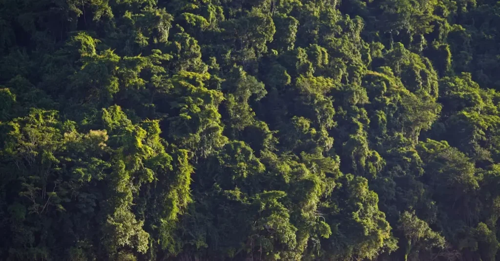 luang prabang mekong river cruise price 36383973