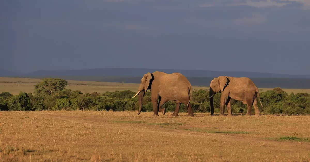 masai mara family safari cost