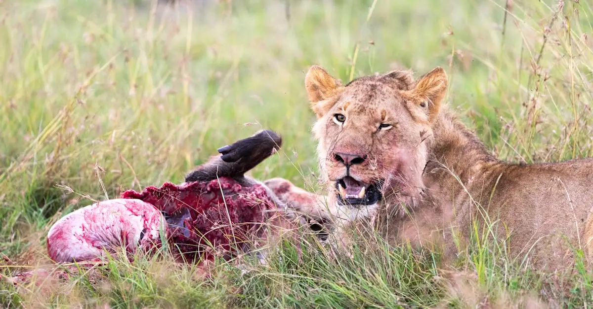masai mara game drive cost