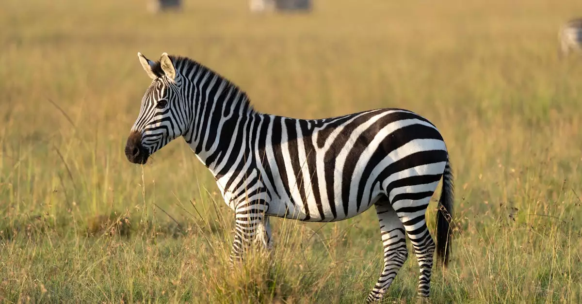 masai mara game drive cost