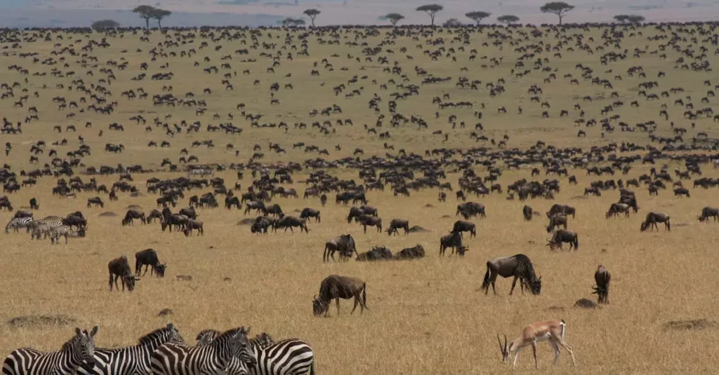 masai mara peak season safari cost 8150758