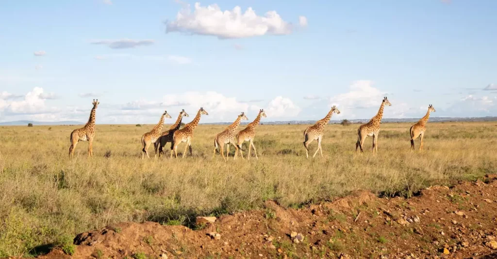 masai mara safari cost from nairobi 13009583