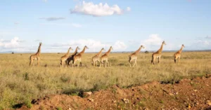 masai mara safari cost from nairobi 13009583