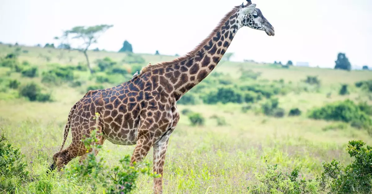 masai mara safari cost from nairobi