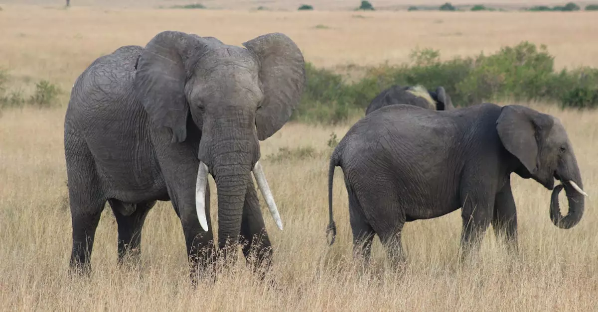 masai mara safari cost without flights