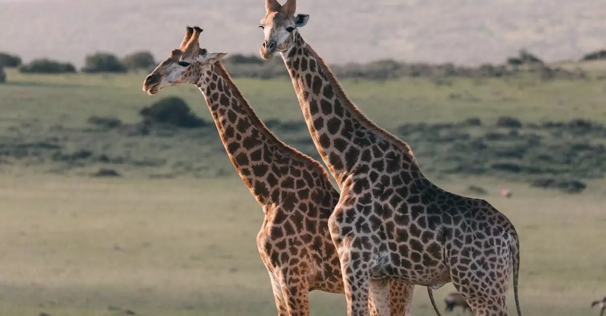 Masai Mara Safari Jeep Cost: Prices & Tips for Your Kenya Safari 4 masai mara safari jeep cost