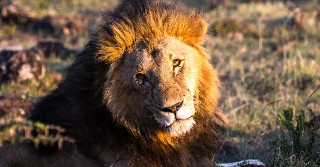 Masai Mara Safari Water Cost: Essential Hydration Guide 14 masai mara safari water cost 31055420