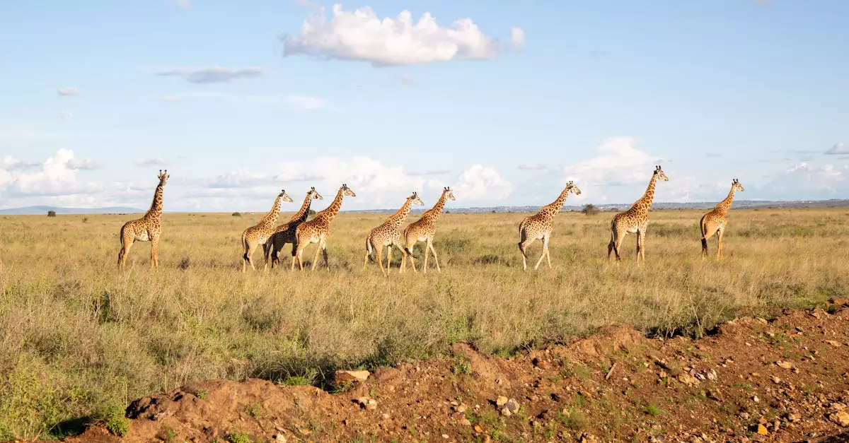 masai mara self drive safari cost