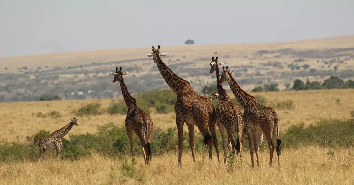 Masai Mara Solo Safari Cost: Plan Your Dream Kenya Adventure 4 masai mara solo safari cost