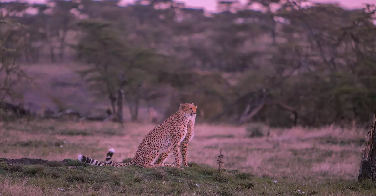 masai mara travel cost per day