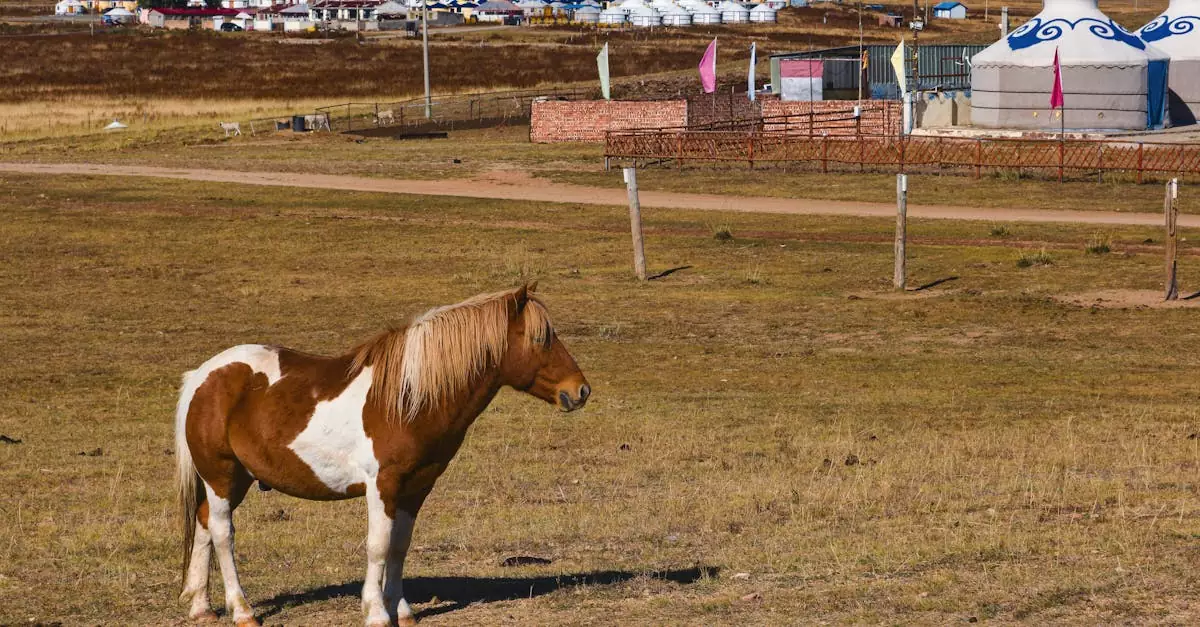 Mongolia Nomadic Experience Cost (Authentic Stay Guide) 9 mongolia nomadic experience cost