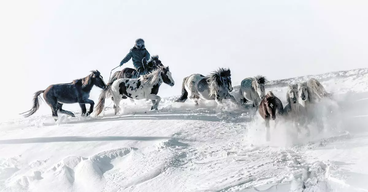 mongolia winter travel cost