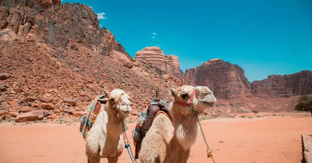 Petra vs Wadi Rum Cost: Ultimate Jordan Travel Budget Comparison 4 petra vs wadi rum cost