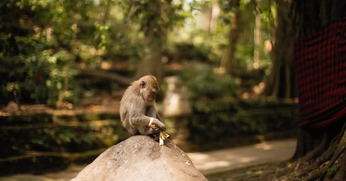 ubud monkey forest ticket price