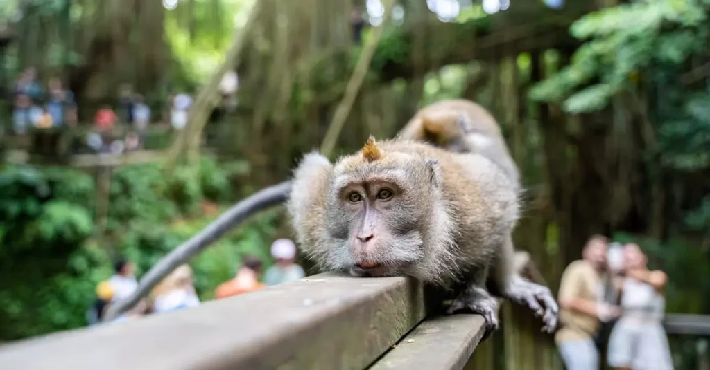 ubud monkey forest ticket price 17825394