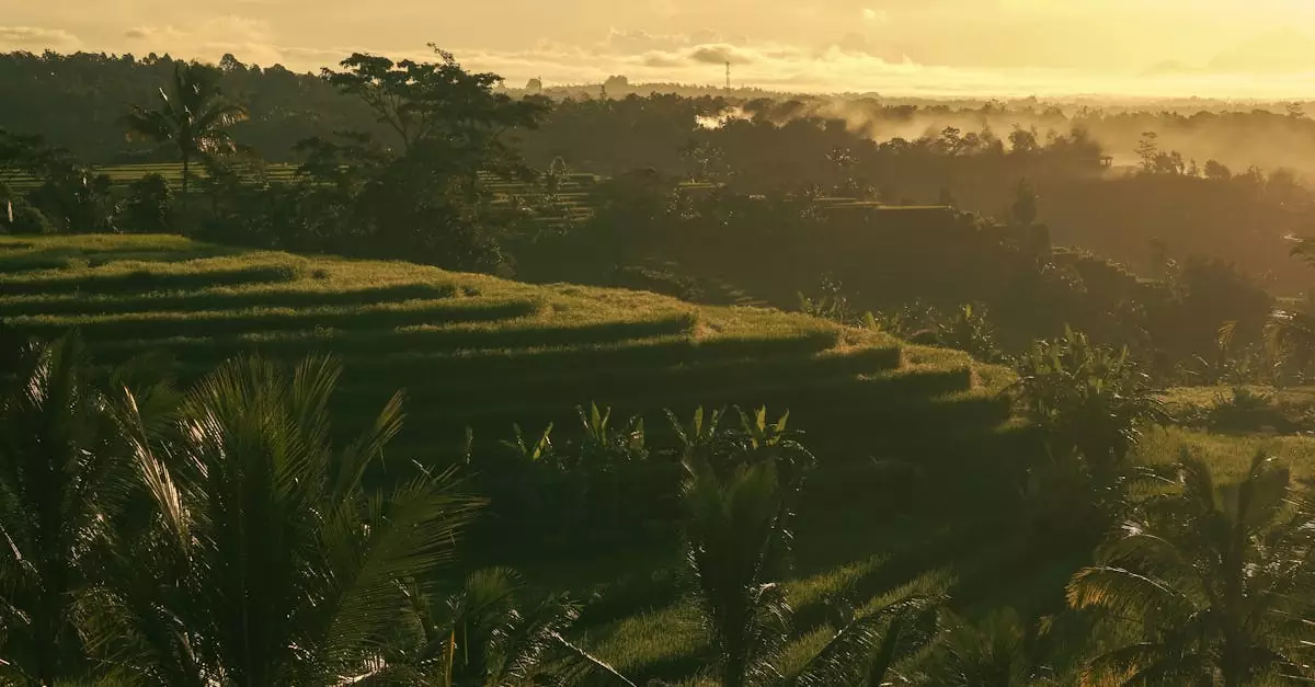 ubud rice terrace ticket price