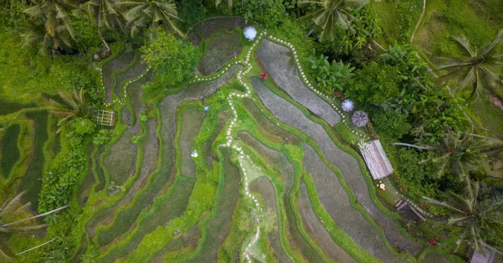 ubud rice terrace ticket price 36856727