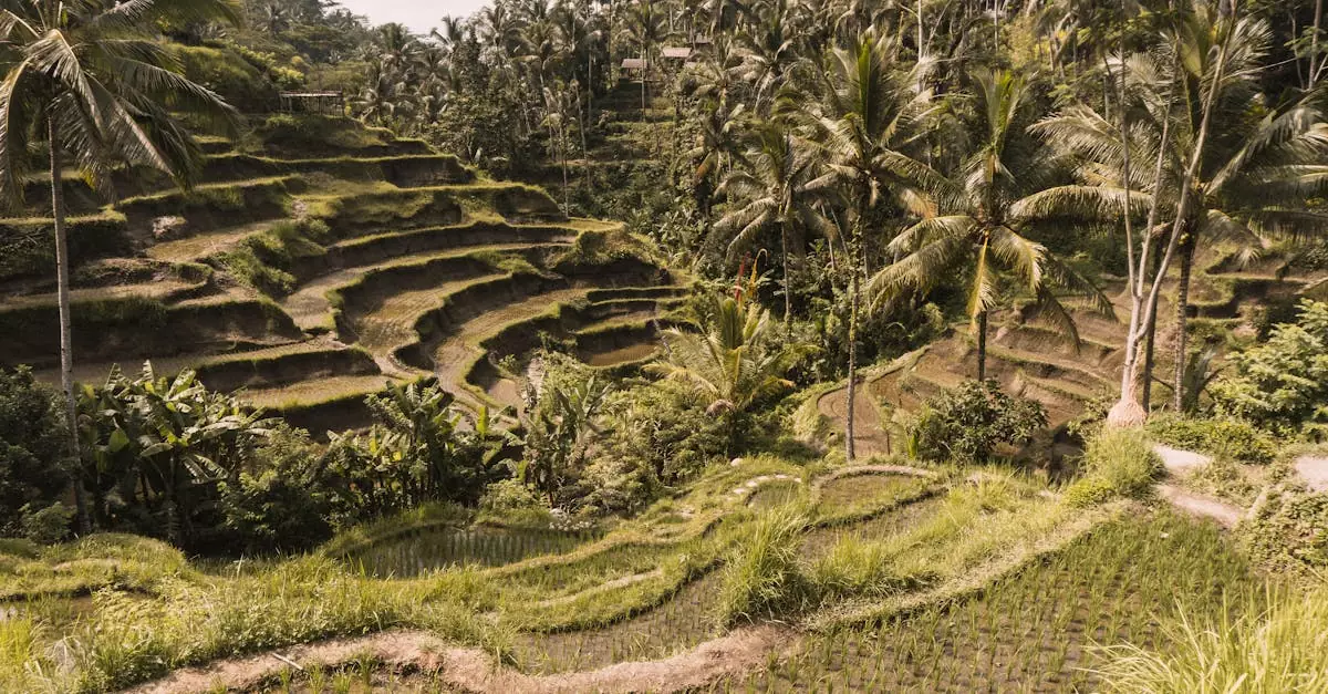 ubud rice terrace ticket price