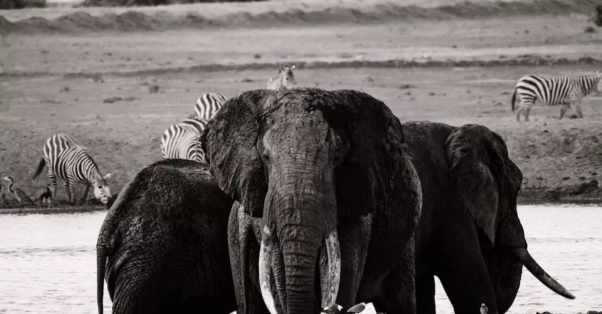 Black and white close-up of elephants and zebras at a river, capturing wildlife harmony.