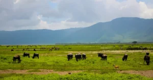 Herds of wildlife grazing in the lush Ngorongoro landscape, Tanzania.