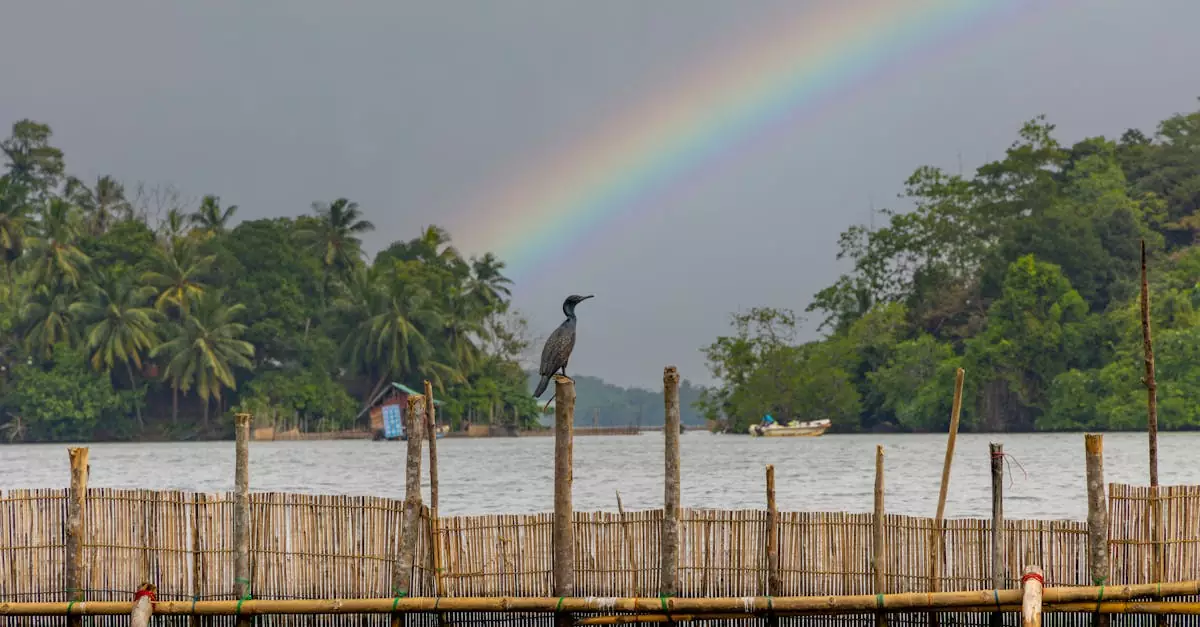 bentota river safari price