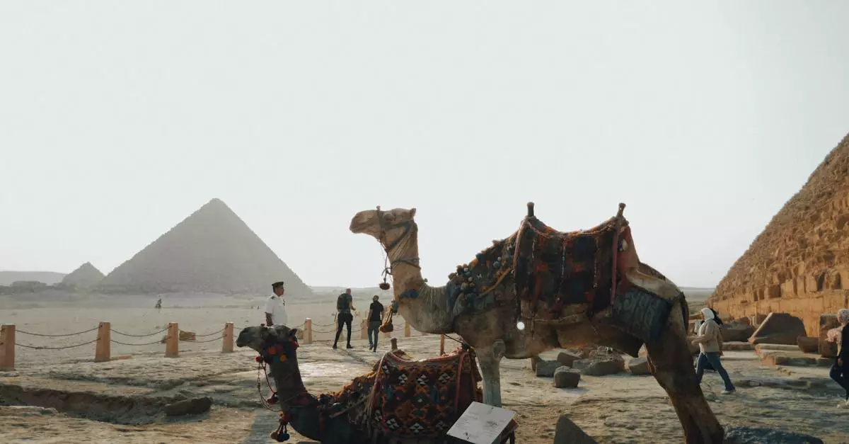 Camels rest at the iconic Giza Pyramids, a historic landmark in Egypt.