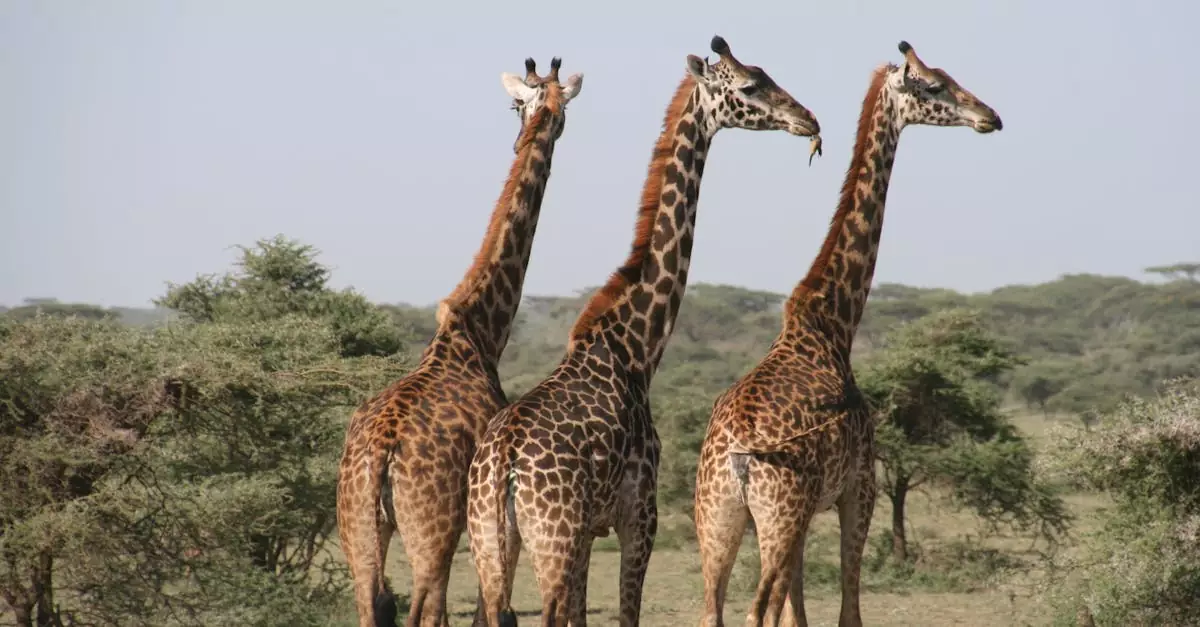 Close-up of three giraffes in the savannah, captured in daylight on a safari.