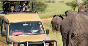 Tourists in a safari vehicle observe and photograph elephants during an African safari.