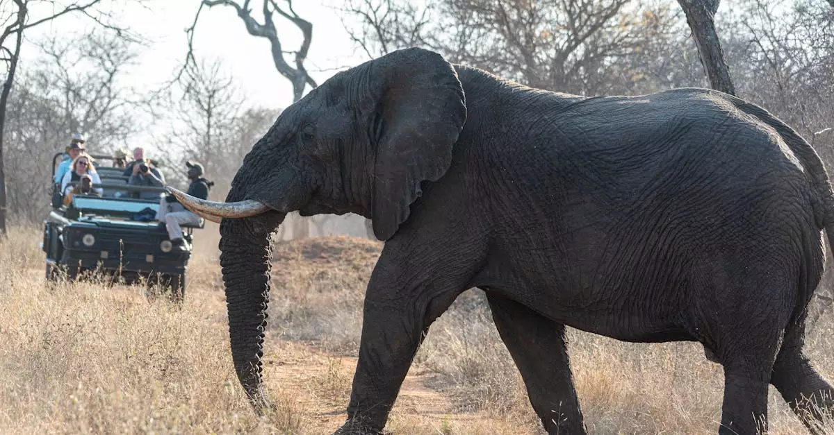 Close-up of an African elephant and tourists on a safari in the African savanna.