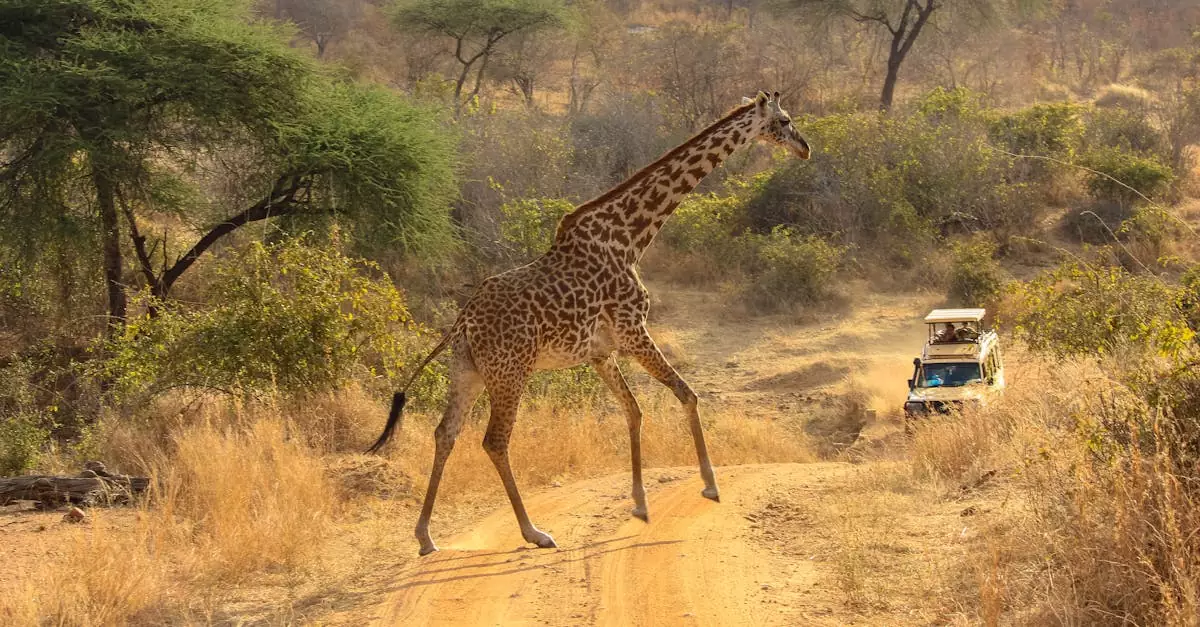 A giraffe crosses a dirt road in an African safari setting with a vehicle nearby.