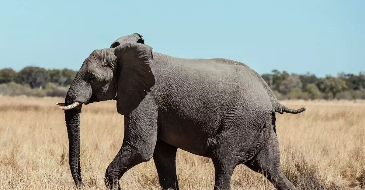 An African elephant (Loxodonta africana) strolls through the savanna in Botswana's North-West District.