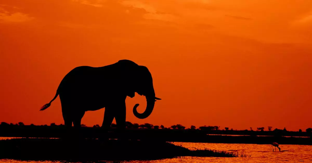 Silhouette of an elephant by a riverbank during a vibrant orange sunset in the African wilderness.