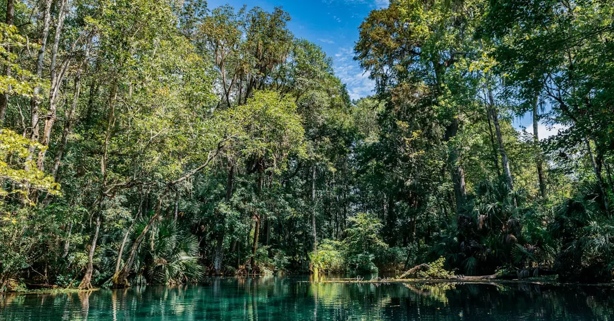 Explore the tranquil forest view at Silver Springs State Park in Ocala, Florida. Perfect for nature enthusiasts.
