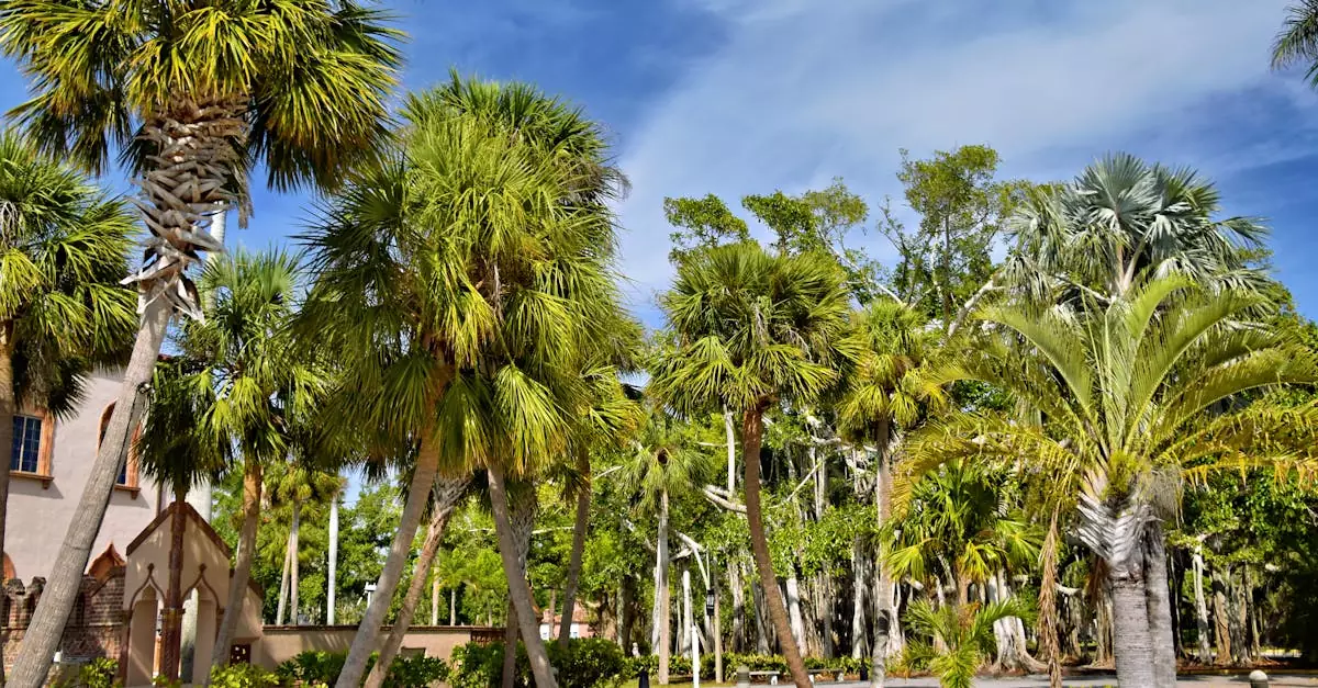 Lush palm trees under a bright sky in Sarasota, showcasing Florida's tropical vibe.