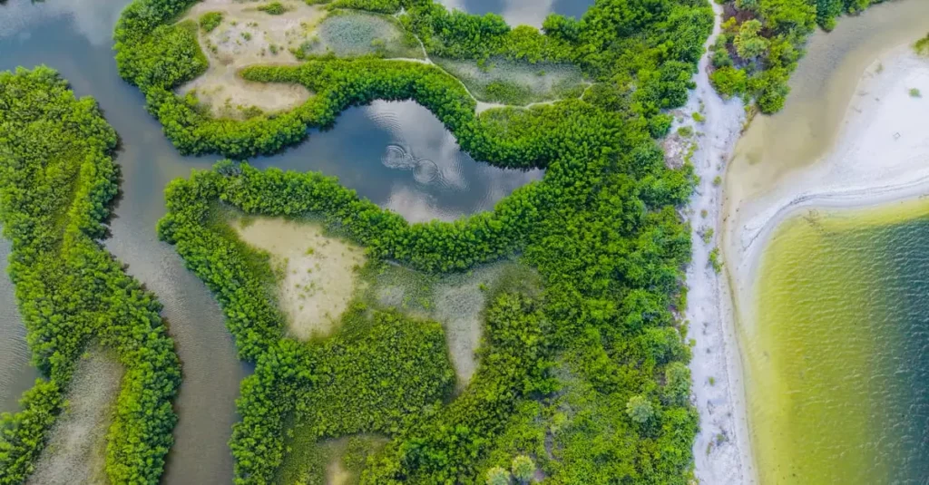 Florida's Hidden Nature Spots: A Wildlife Guide 7 Explore the vibrant mangroves of Apollo Beach in Florida from a stunning aerial perspective.