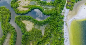 Explore the vibrant mangroves of Apollo Beach in Florida from a stunning aerial perspective.