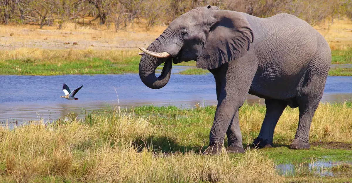 A majestic African elephant drinks at a waterhole, showcasing nature and wildlife conservation.