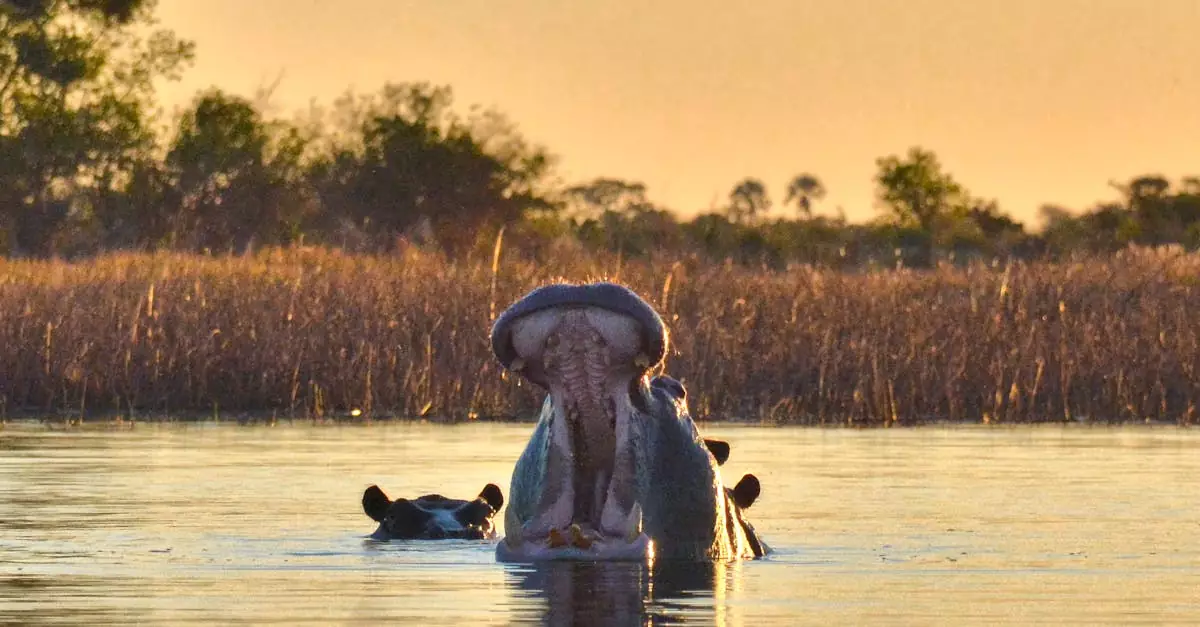 A yawning hippopotamus in a serene water scene at sunset in Botswana.
