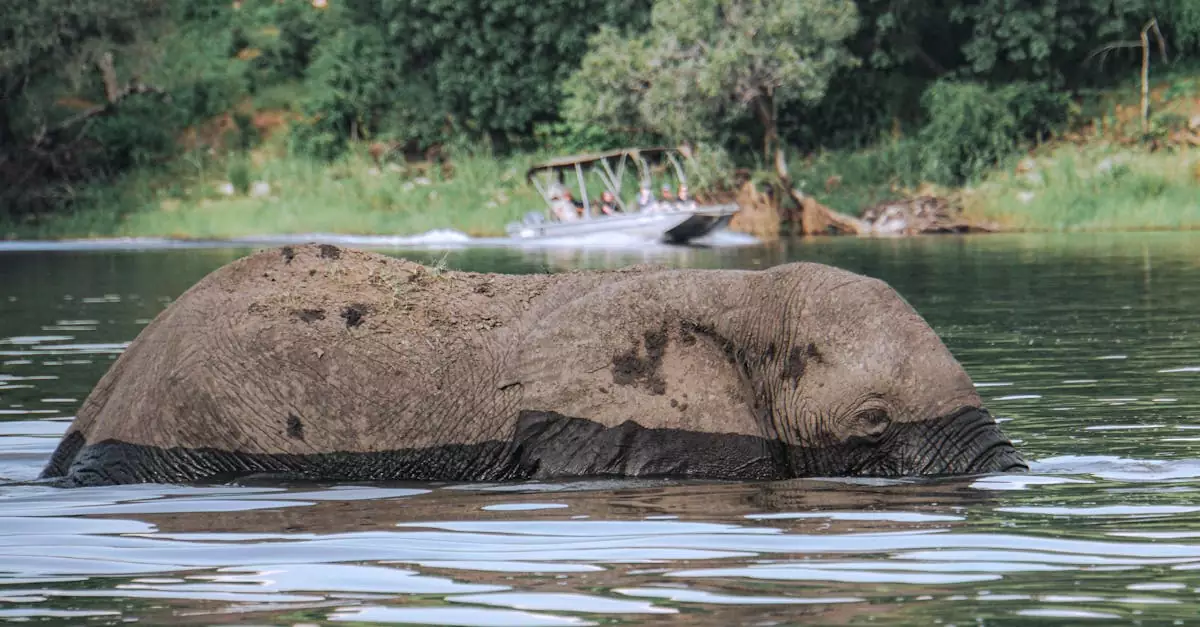An African elephant partially submerged in a water body in Botswana's lush wildlife habitat.