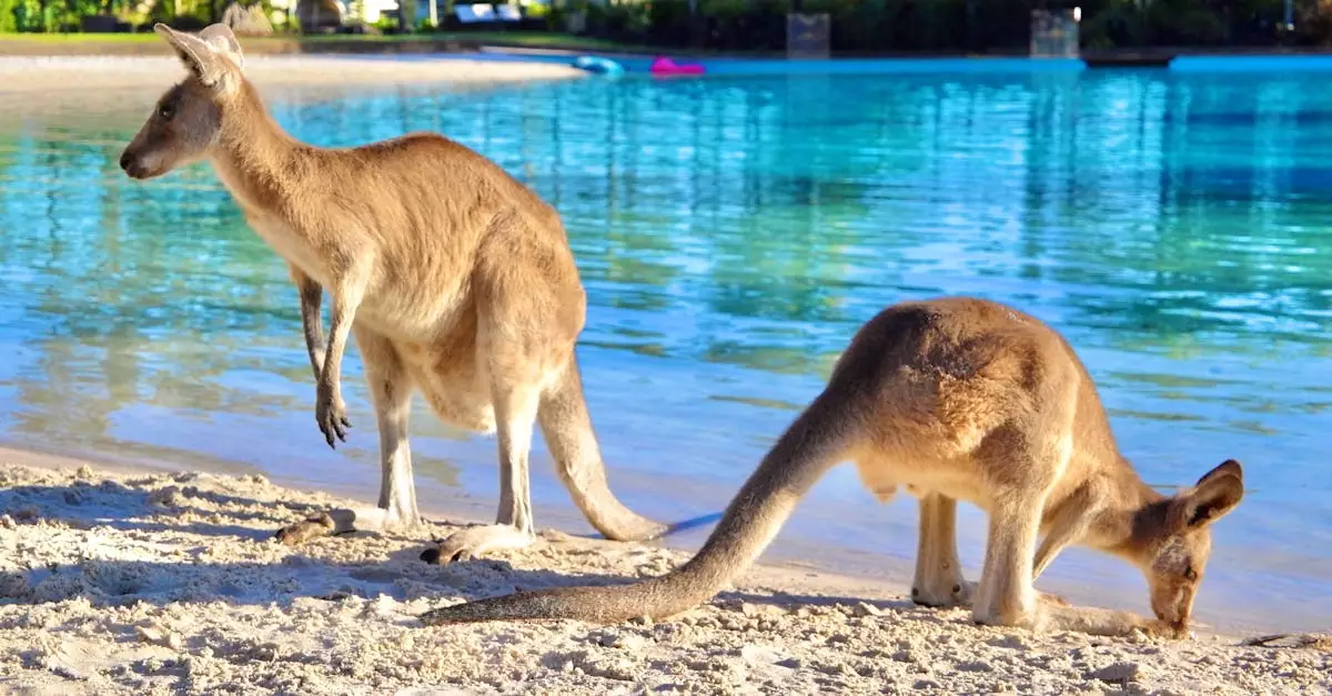 Two kangaroos on a sunny beach next to clear blue water.