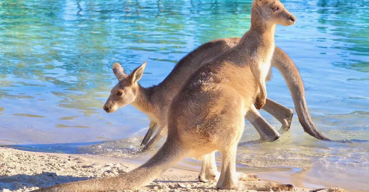 A pair of kangaroos enjoying a sunny day by the beach in Australia.